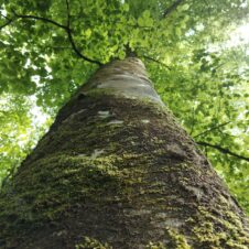 témoignages, récits, expériences de o'coeurdesarbres.fr