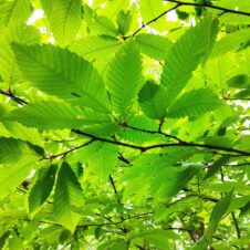 IMG_20240610_142452 (1)